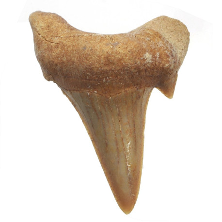 Dinosaur Æg - Udklæk - Stor