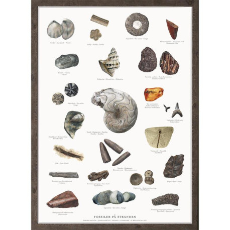 Plakat A2: Fossiler Plakat A2: Fossiler