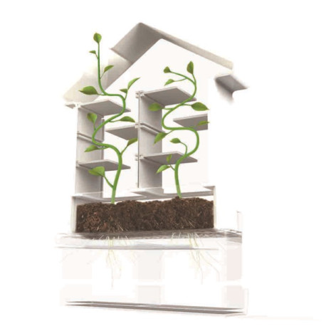 Plante labyrint Plante labyrint